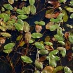 Floating leaf pondweed green leaves and copper leaves on water.