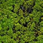 Cluster of floating watermoss with some duckweed aerial view.