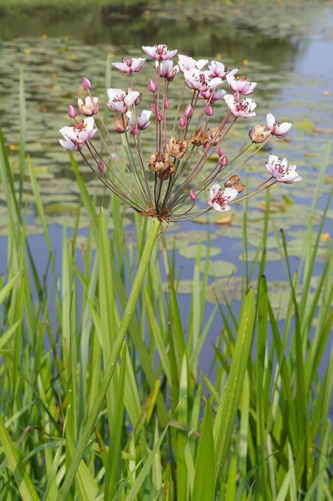 Flowering rush flowers, some buds, some open, some spent on a single plant.