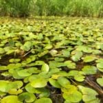 Frog bit leaves floating and emerged covering the water's surface.