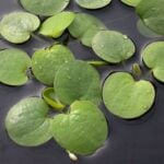 Frog bit leaves floating and emerging.