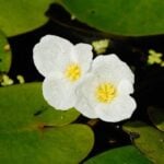 Two frog bit flowers close up with leaves and duckweed in the background.