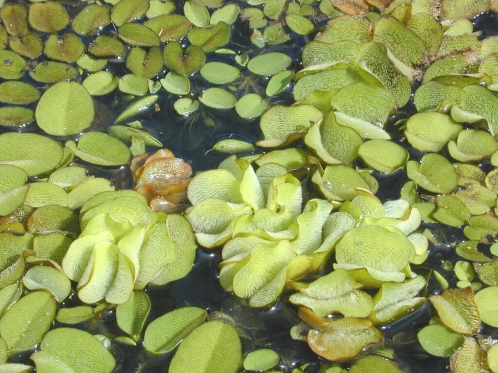 Close up of giant salvinia in various life stages.