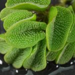 Extreme close up of giant salvinia.