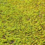 Large cluster of giant salvinia covering the water.