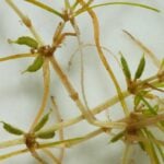 Isolated extreme close up of horned pondweed with white background.