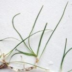 Isolated close up of horned pondweed with white rhizomes visible.