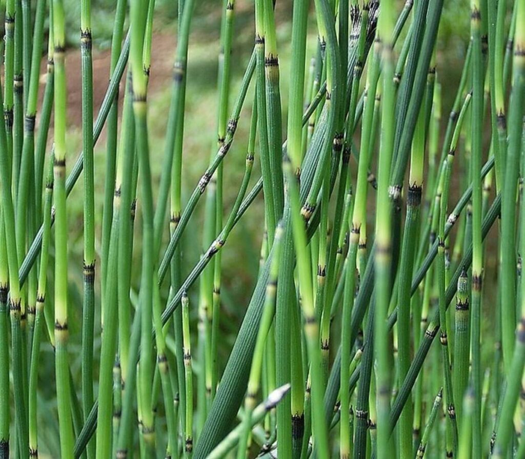 Horsetail stems close up.