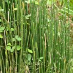 Horsetail with another plant intermingled.