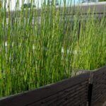 Horsetail in planters.
