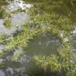 Hydrilla at the water's surface.