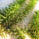 Hydrilla laid on wood with the sun shining on it.