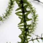 Hydrilla stem and leaves close up with serrated edges visible.