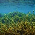 Hydrilla underwater.