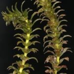 Two Hydrilla plants with a black background.