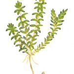 Drawing of Hydrilla.