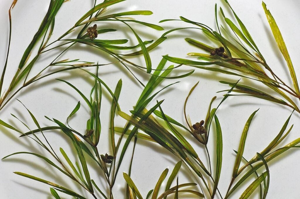 Isolated close up of leafy pondweed on white background.