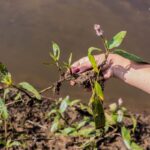 Water smartweed being pulled from the ground.
