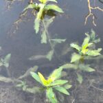 Small group of young longroot smartweeds growing in the water with dead plants.