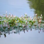 Longroot smartweed plants growing across water.