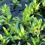 Close up of young longroot smartweed plants growing from water.