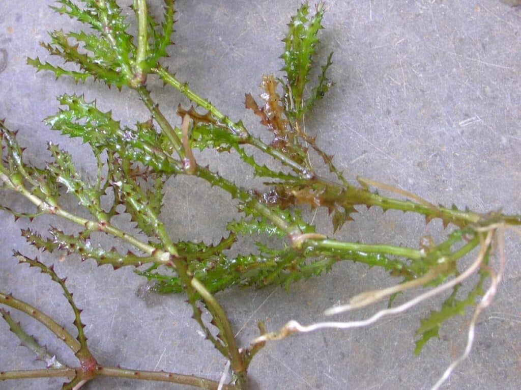 Marine naiad close up of spikes and stems.