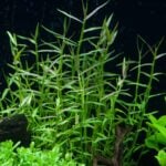 Marsh dewflower in an aquarium, no flowers present.