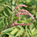 Close up of marshpepper smartweed flowers.