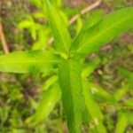 Close up of marshpepper smartweed leaves.