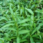 Marshpepper smartweed leaves.