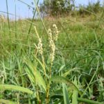 Marshpepper smartweed in a field.