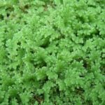 Close up of healthy mosquito fern.