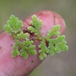 Extreme close up of mosquito fern on a finger.