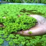 Cluster of mosquito fern in hand.