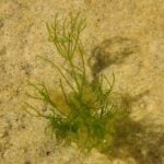 One group of Nitella in water from above.