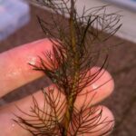 Northern watermilfoil single plant close up in hand out of water.