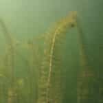 Northern watermilfoil few plants underwater close up.