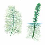 Northern watermilfoil drawing underwater and emergent.