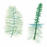 Northern watermilfoil drawing underwater and emergent.