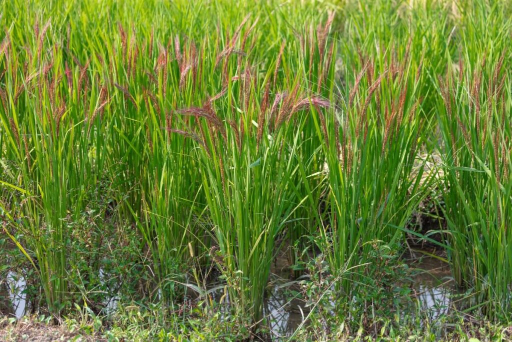 Northern wild rice groups growing in shallow water.