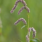Close up of bent Pennsylvania smartweed flowers.