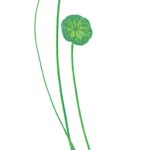 Drawing of common pennywort.