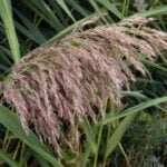 Close up of phragmites' seed head.