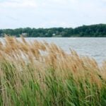 Phragmites along shoreline of a lake.