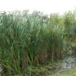 Cluster of phragmites in a pond.