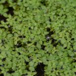 Close up of pond water starwort cluster.
