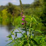 Top of purple loosestrife plant with flowers starting to bloom.
