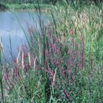 Group of purple loosestrife along pond with phragmites in the background.
