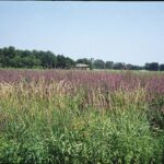 Purple loosestrife in a field with phragmites in front.