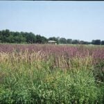 Purple loosestrife in a field with phragmites in front.